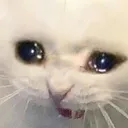 ncatcri