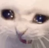 catcri