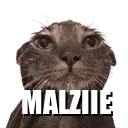 wc_malziie