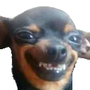 Sobaka1