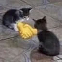 AH_cathandshake Discord Emoji