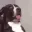 dogeblepintoconcernement dogeblepintoconcernement