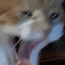 extremecry