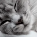 gibijisleep2