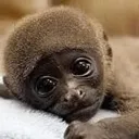 monke