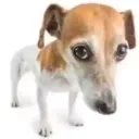 dog_slide