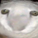 bonk bonk