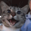 za_bbhappycat Discord emoji