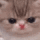 Miauqwp Discord emoji