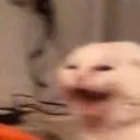 CatScream