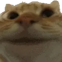 catYES