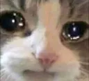 pusang_sadge