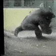 gorillabeyblade