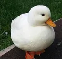 857512959985975326