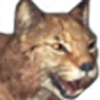 Lynx Lynx