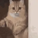 ByeCat