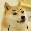 dogShock
