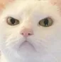Catmad Catmad