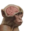 BigBrain BigBrain
