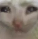 notsadcat