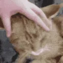 SCscritch