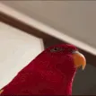 parrotlaugh