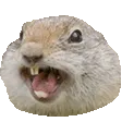 squirrelrage