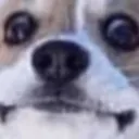 dog_stare