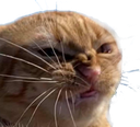 bleh Discord emoji