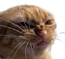 bleh