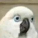 shock