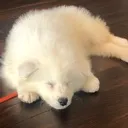 tinydoggie