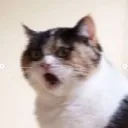 woah_cat