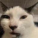 wrlduglycat