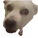 dogstaring
