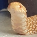 snekwtf Discord emoji