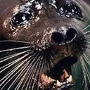 sealgrief
