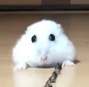 trauma