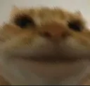 widecatsmile