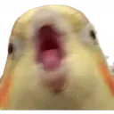 cockatielfreakingout