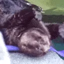 QWiggle