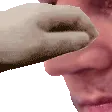 PetTheSchnozer