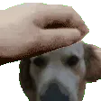 pupperpet