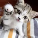 hi