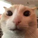 doigiveapenile