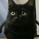 Cat Black Discord Emoji