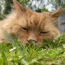 HeSleep