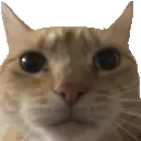 kot_hd