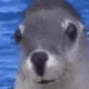 smilingsealion