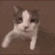 catkiss